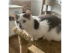 Adopt Auggie (with Annie) a Domestic Long Hair