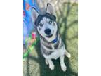 Adopt Orion a Siberian Husky