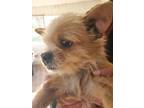 Adopt Shiloh a Brussels Griffon, Yorkshire Terrier