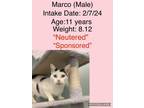 Adopt Marco a American Shorthair