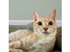 Adopt Cheddar a Domestic Short Hair