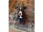 Adopt Buster Brown a American Staffordshire Terrier, Pit Bull Terrier
