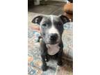 Adopt Mikey a American Staffordshire Terrier, Pit Bull Terrier