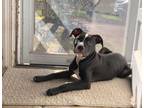 Adopt Elvis a American Staffordshire Terrier, Pit Bull Terrier