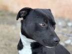 Adopt Charlie a American Staffordshire Terrier, Patterdale Terrier / Fell