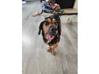 Adopt Rambo a Basset Hound, Dachshund