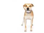 Adopt Luca a Yellow Labrador Retriever, Staffordshire Bull Terrier