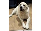 Adopt ROCKY BRANCA a Great Pyrenees
