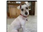 Adopt Gustov a Miniature Schnauzer