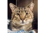 Adopt Stitch a Domestic Short Hair