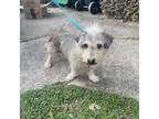 Adopt Eddie James a Schnauzer