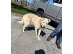 Adopt COY a Labrador Retriever, Mixed Breed