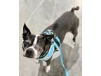 Adopt Higgins a Boston Terrier