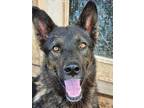 Adopt Blitz a German Shepherd Dog