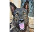Adopt Blitz a German Shepherd Dog, Mixed Breed