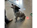 Adopt Kira a Australian Cattle Dog / Blue Heeler, Border Collie