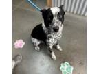 Adopt Hero a Australian Cattle Dog / Blue Heeler, Border Collie