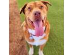 Adopt Rocky Roux a Siberian Husky, Boxer