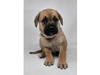 Adopt Teriyaki (T-Litter) a Shepherd, Boxer