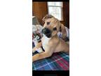 Adopt Tumeric (T-Litter) a Shepherd, Boxer