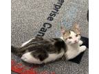 Adopt Herbie a Domestic Short Hair