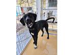 Adopt Elvis a Great Dane, Labrador Retriever