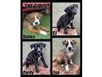 Adopt Pit Mix Puppies a Pit Bull Terrier