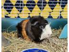 Adopt Chip a Guinea Pig