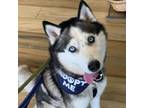 Adopt Bolt Adoption Fee Sponsored a Siberian Husky