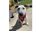 Adopt Timbit a American Staffordshire Terrier, German Shepherd Dog