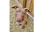 Adopt Finn a Pit Bull Terrier, Vizsla