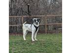 Adopt HERCULES $400 a Great Pyrenees, Labrador Retriever