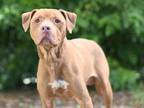 Adopt ROCKO a Pit Bull Terrier
