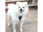 Adopt Hasong a Pomeranian