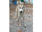 Adopt Koe a Husky