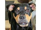 Adopt Vito a Pit Bull Terrier