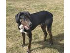 Adopt Jordan a Hound