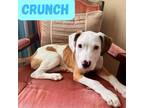 Adopt Crunch *World's Cutest Puppy!* a American Staffordshire Terrier, Boxer