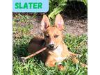 Adopt Slater *Best Boy Beagle Mix* a Beagle