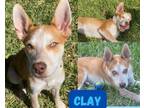 Adopt Clay *Red Husky Mix Puppy* a Husky