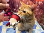 Adopt Chunkers a American Shorthair