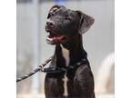 Adopt QUILL a Staffordshire Bull Terrier, Mixed Breed