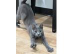 Adopt Kraken a Domestic Short Hair, Russian Blue