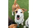 Adopt Asiago a Pit Bull Terrier