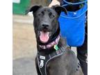 Adopt Cody a Labrador Retriever, Mixed Breed