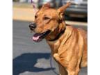 Adopt Jack a Carolina Dog, Mixed Breed