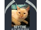 Adopt Scyther a Domestic Medium Hair