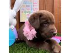 Labrador Retriever Puppy for sale in Fremont, CA, USA