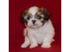 AKC/CKC Lil Girl (SOLD)