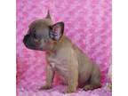 Chance -AKC- Blue Fawn